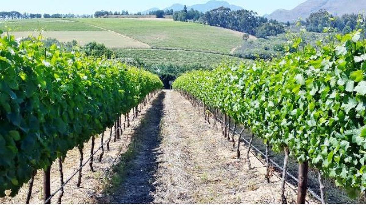 Picture of Farm For Sale in Cape Town, Western Cape, South Africa