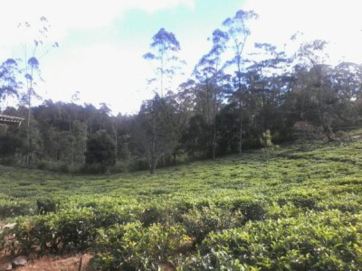 Picture of Commercial Land For Sale in Welimada, Badulla, Sri Lanka