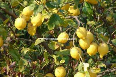 Residential Land For Sale in San Miguel De Salinas, Spain