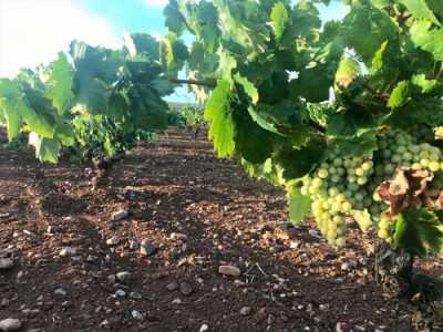 Residential Land For Sale in Santa Marta, Spain