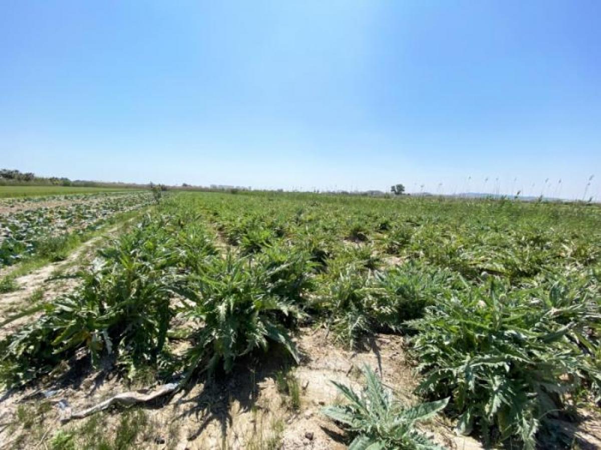 Picture of Residential Land For Sale in San Fulgencio, Alicante, Spain