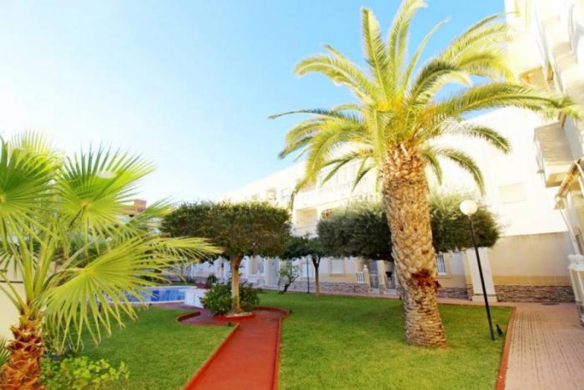 Picture of Apartment For Rent in Torrevieja, Alicante, Spain