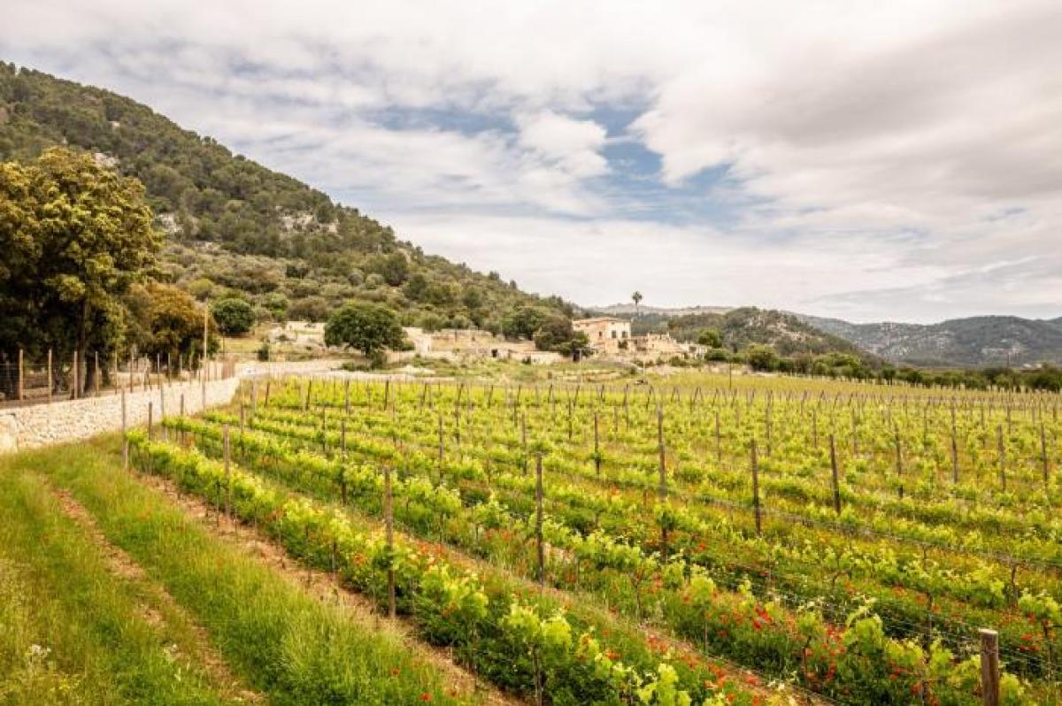 Picture of Apartment For Sale in Campanet, Mallorca, Spain