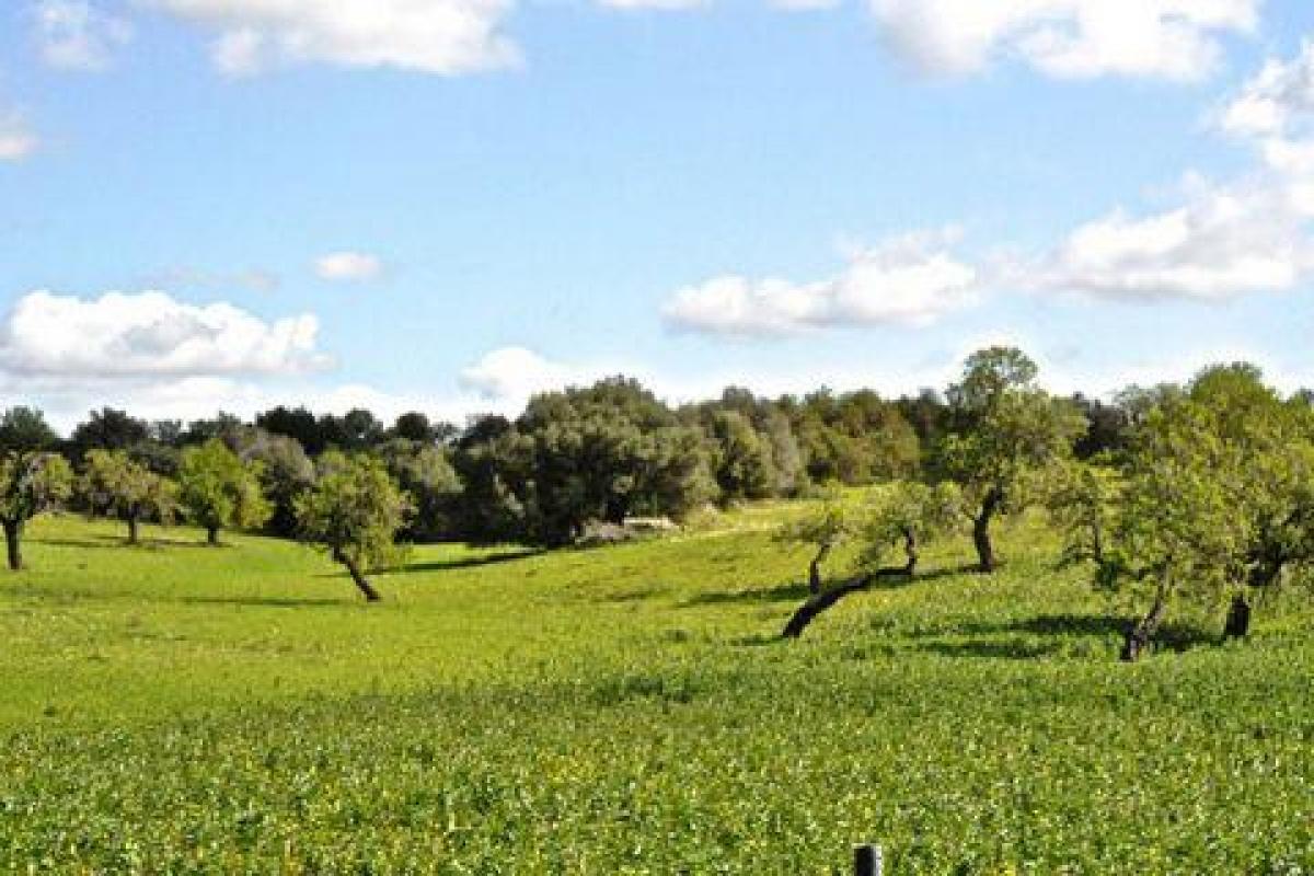 Picture of Villa For Sale in Randa, Mallorca, Spain