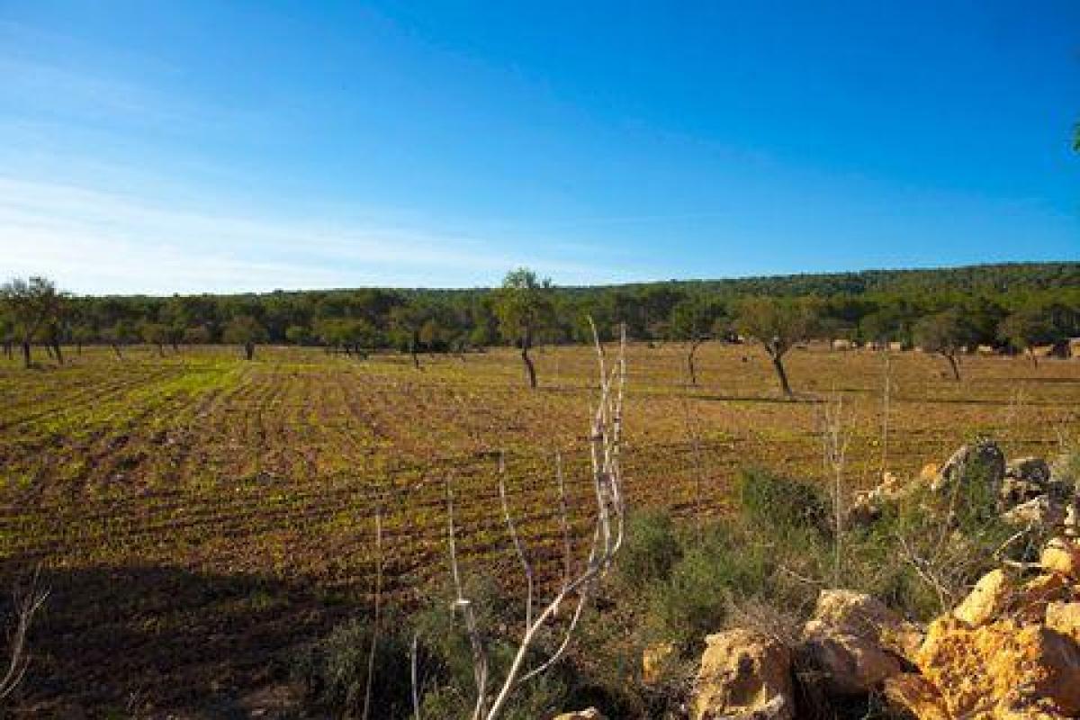 Picture of Villa For Sale in El Toro, Mallorca, Spain