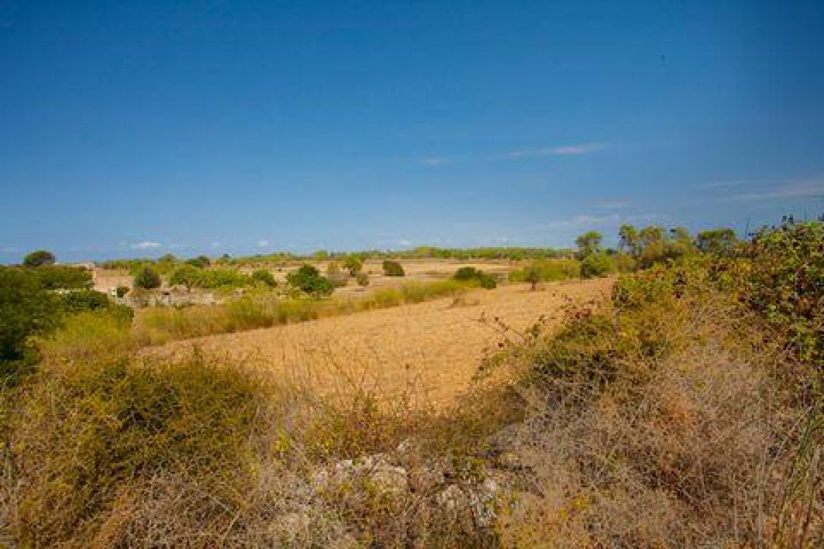 Picture of Residential Land For Sale in Algaida, Mallorca, Spain