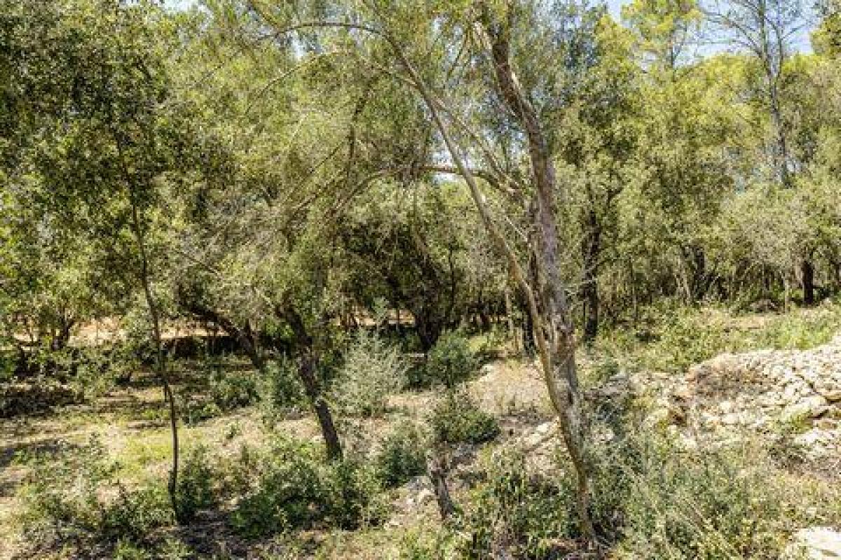 Picture of Villa For Sale in Felanitx, Mallorca, Spain