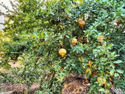 Residential Land For Sale in Durcal, Spain