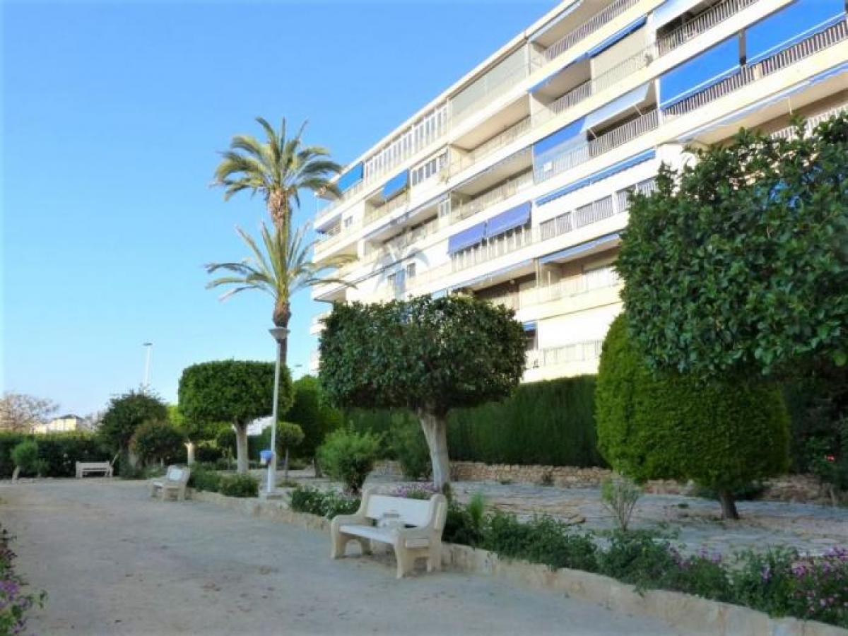 Picture of Apartment For Rent in Torrevieja, Alicante, Spain
