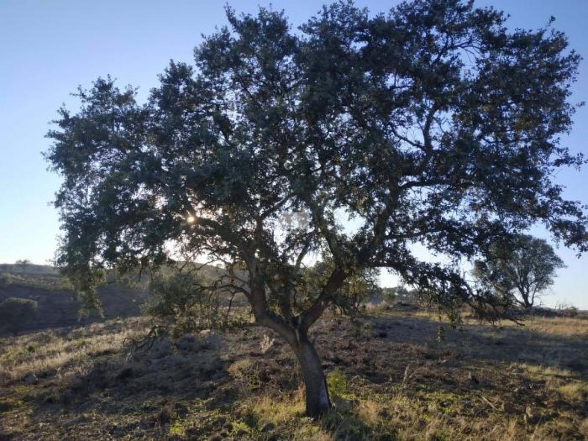 Picture of Residential Land For Sale in Castro Marim, Faro, Portugal