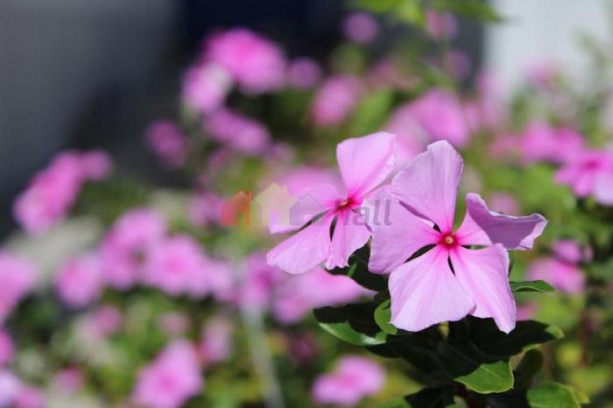 Picture of Apartment For Sale in Beja, Alentejo, Portugal