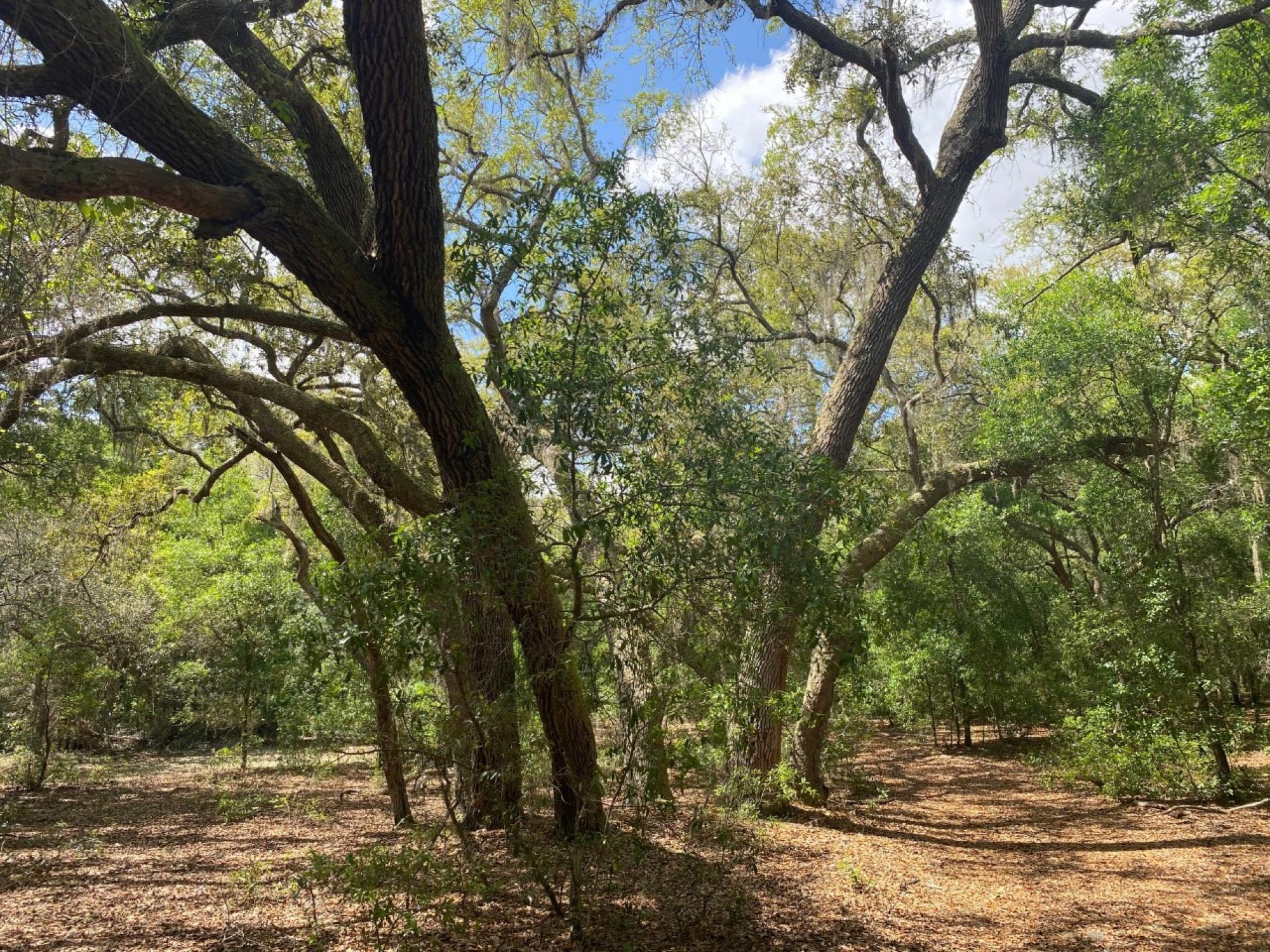 141 Sunshine Lane, Florahome, Florida, United States Residential Land