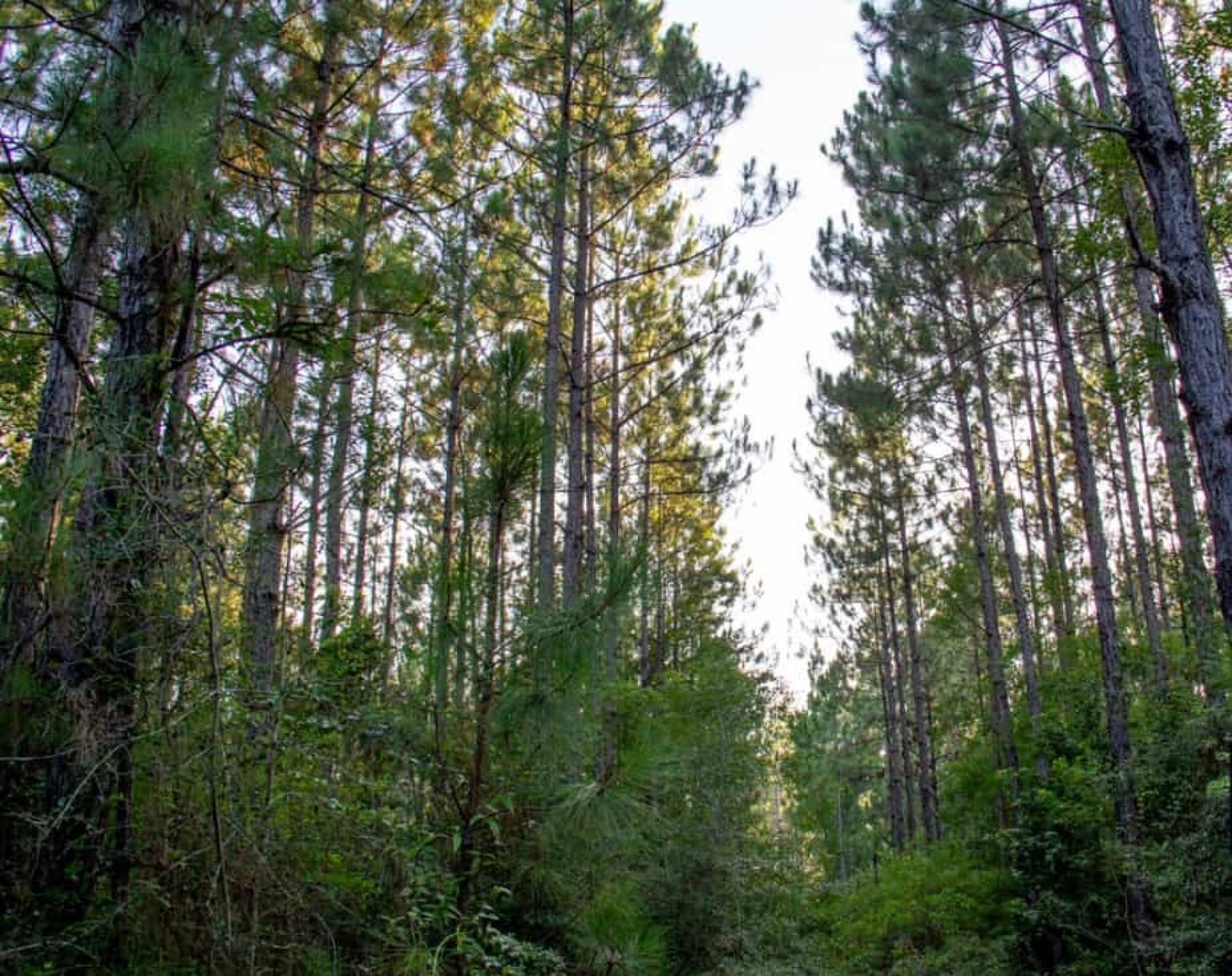 Mixed-Use Land For Sale in Lake Charles, Louisiana, United States