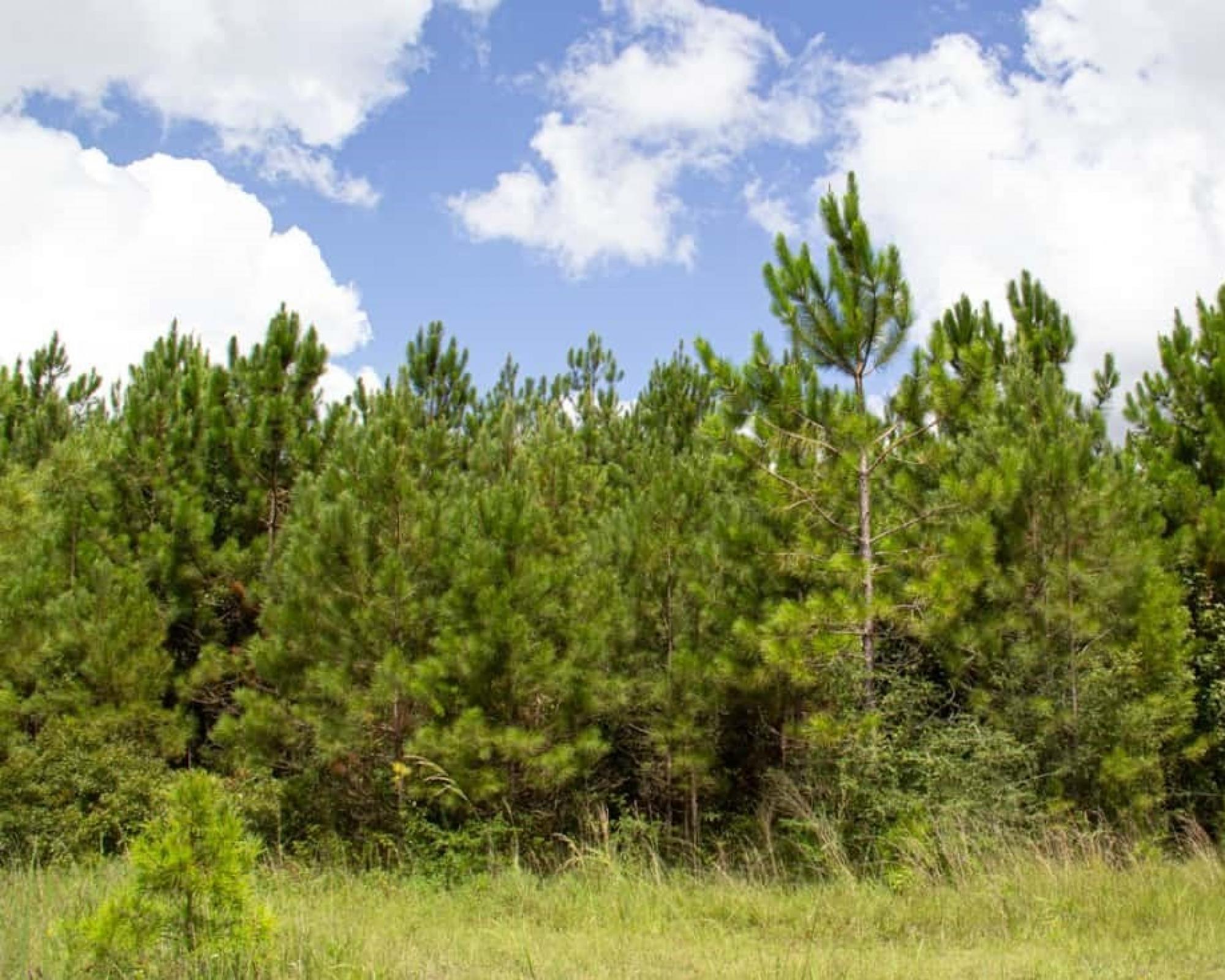 Mixed-Use Land For Sale in Deridder, Louisiana, United States