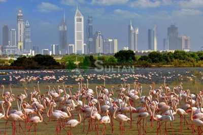 Residential Lots For Sale in Nadd Al Hamar, United Arab Emirates