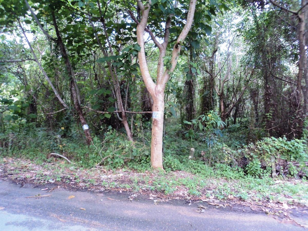 Picture of Residential Land For Sale in Thalang, Phuket, Thailand