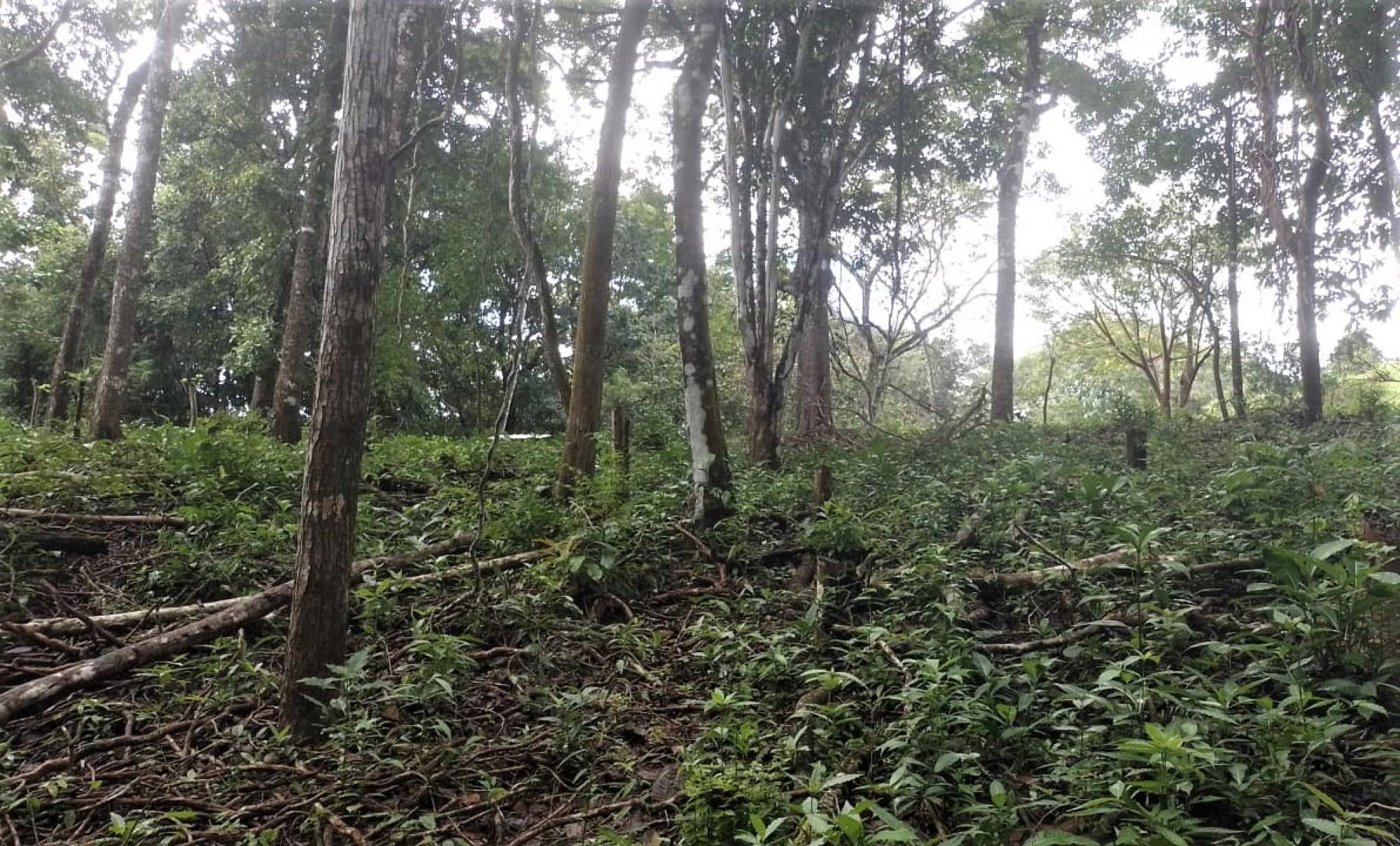 Picture of Development Site For Sale in Puntarenas, Puntarenas, Costa Rica