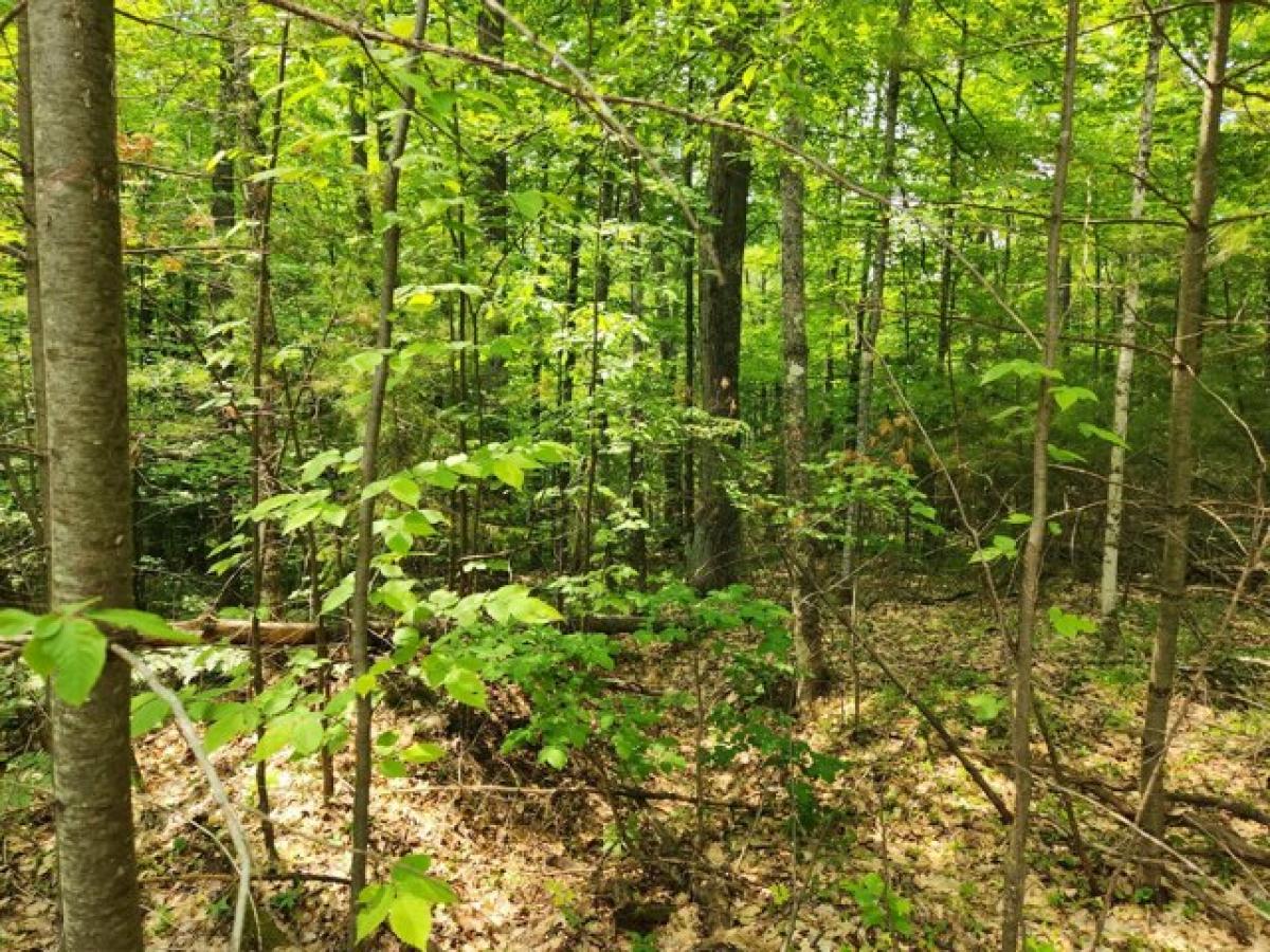 Picture of Residential Land For Sale in Conover, Wisconsin, United States