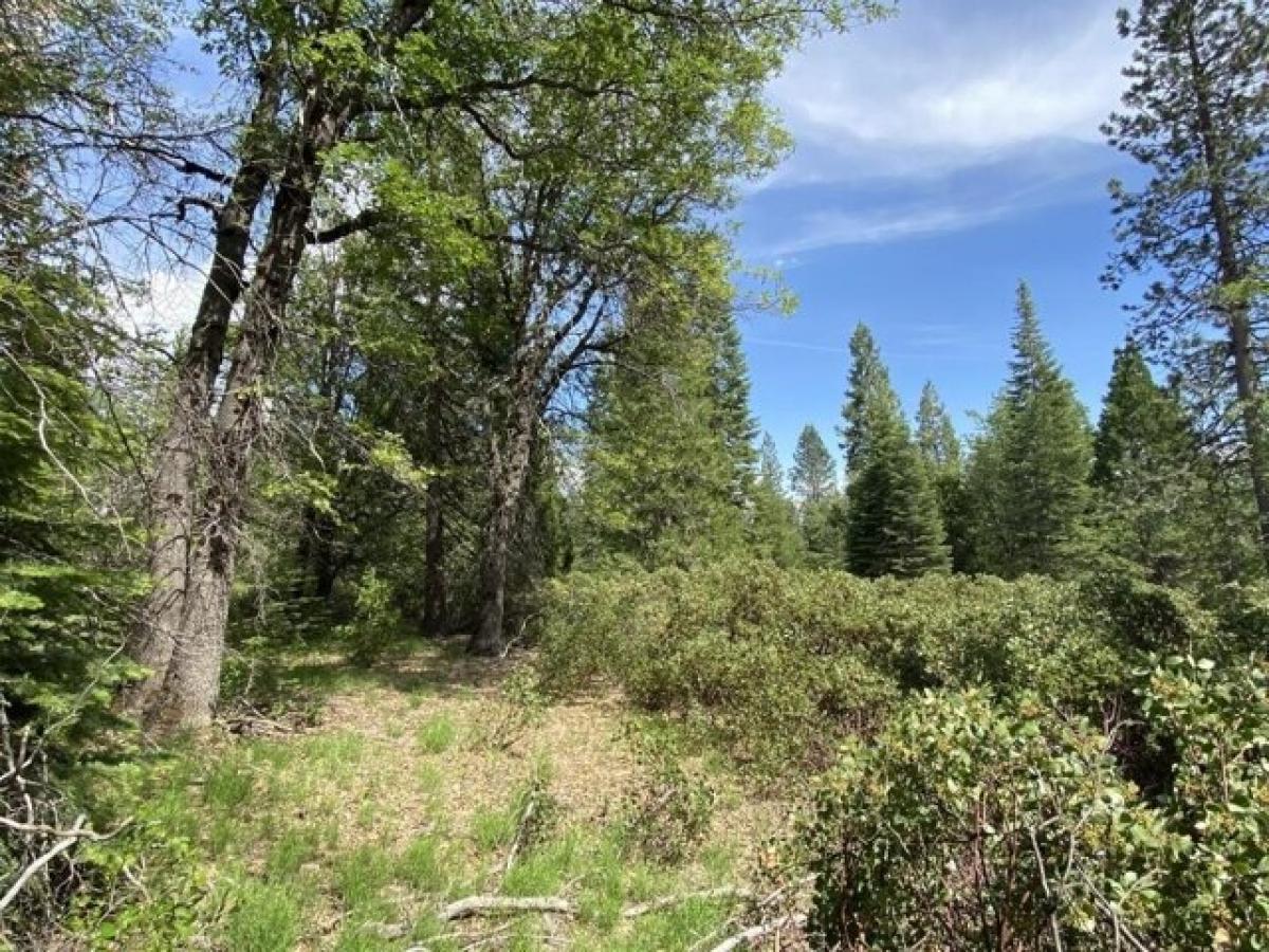 Picture of Residential Land For Sale in McCloud, California, United States