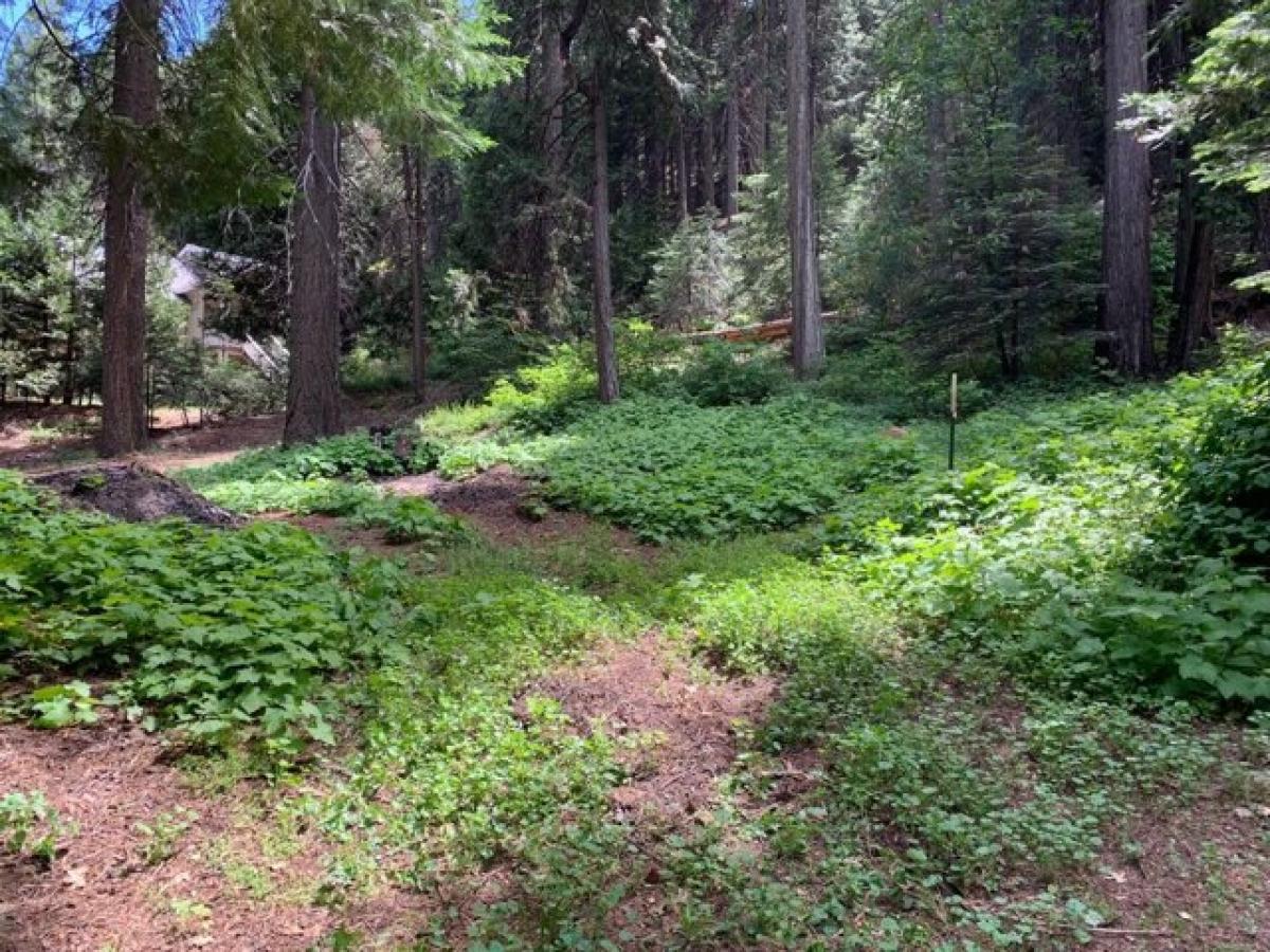 Picture of Residential Land For Sale in Pollock Pines, California, United States