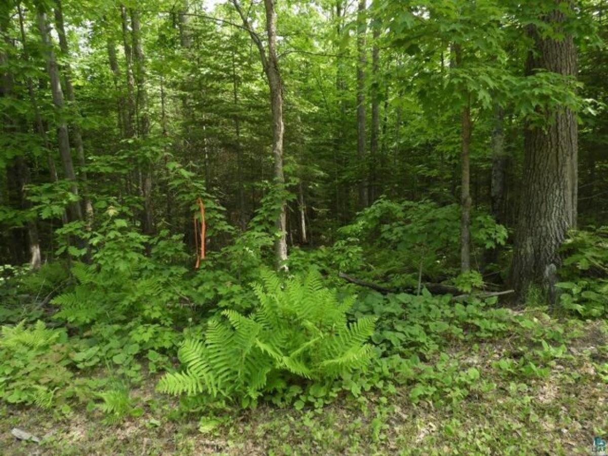 Picture of Residential Land For Sale in Bayfield, Wisconsin, United States
